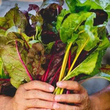 what-does-swiss-chard-taste-like