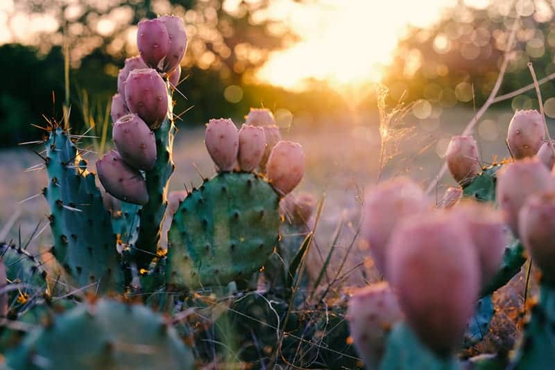 what-is-cactus
