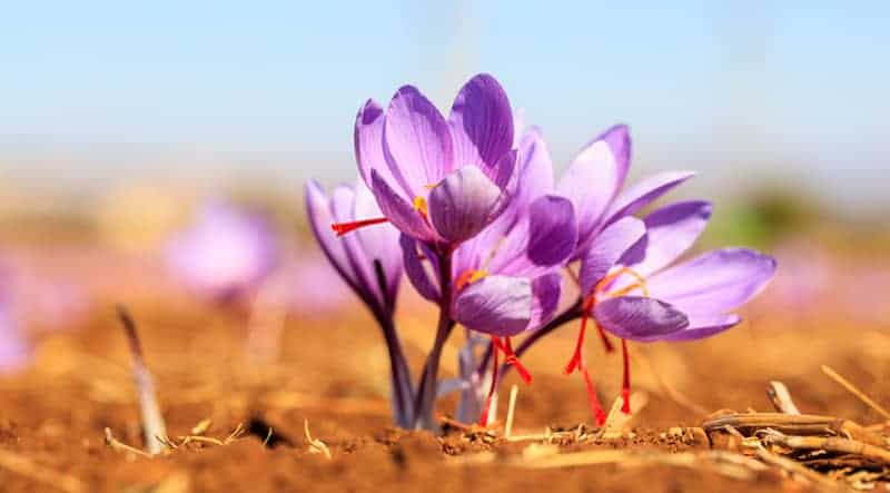 what-is-saffron