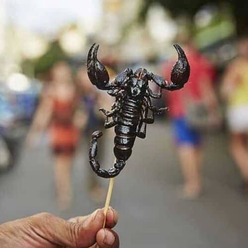 what do scorpions taste like