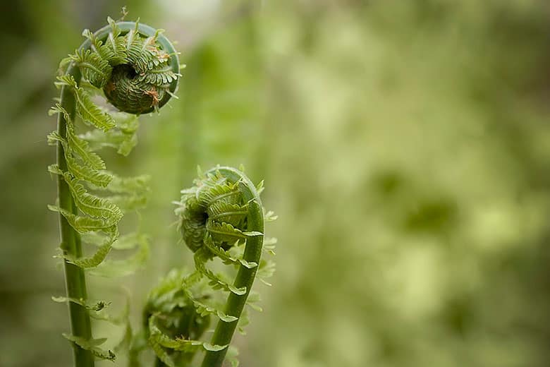 what are fiddleheads