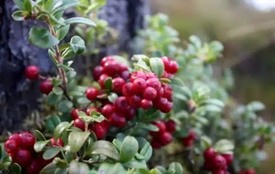 what are lingonberries