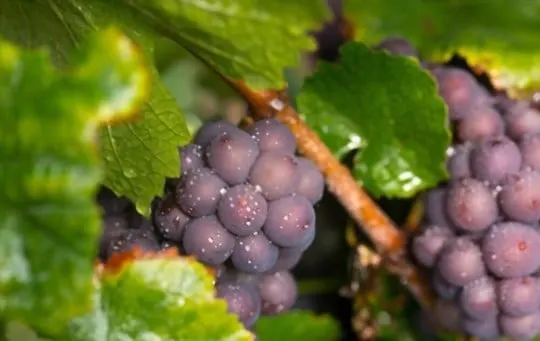 which grapes make ros