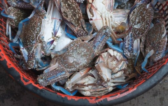 why are crab so expensive