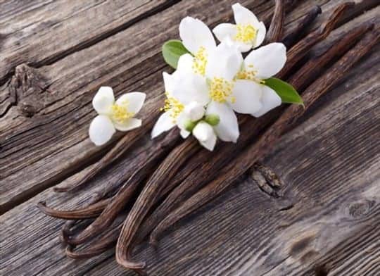 can you freeze vanilla beans