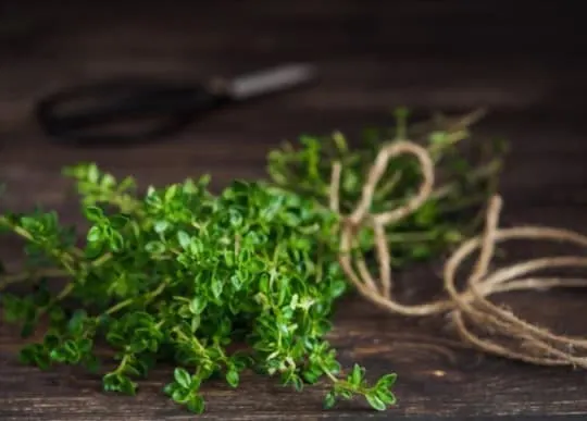 does thyme taste like oregano