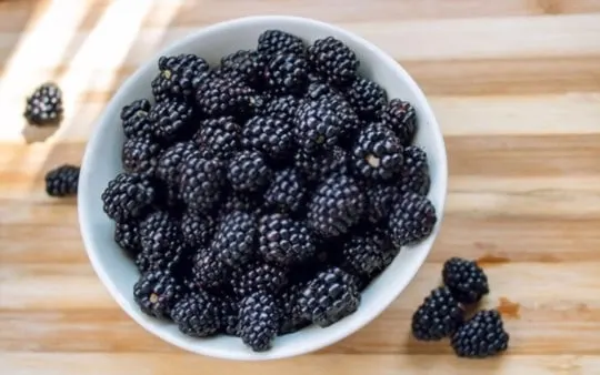 how long do blackberries last