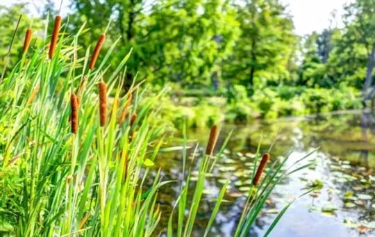 how to eat cattails