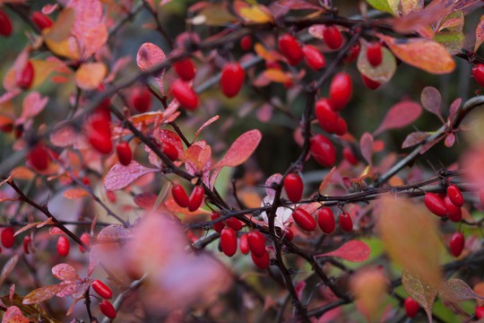 nutritional and health benefits of barberries