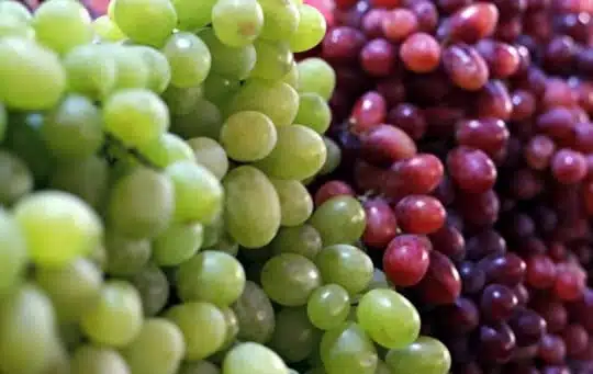 varieties of grapes