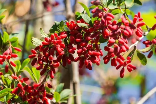 what do barberries taste like