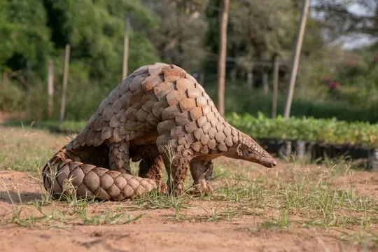 what does pangolin taste like