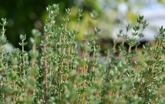 what does thyme taste like