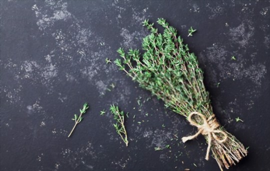 what is thyme