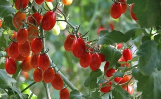 how to tell if frozen grape tomatoes are bad