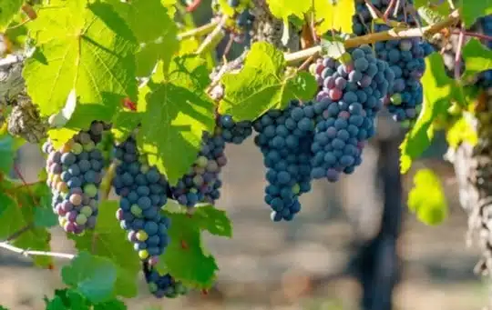 where do concord grapes come from