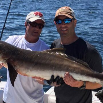 cobia fish
