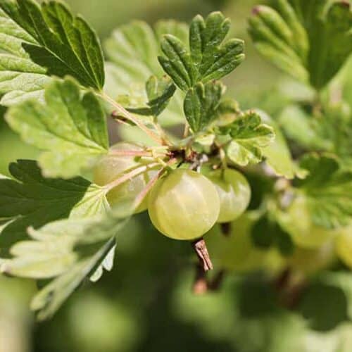 Discover Tart Treasures What Do Gooseberries Taste Like 2025 Gooseberries 500x500
