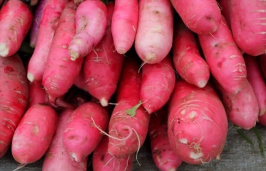 red pink radish