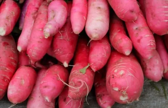 red pink radish