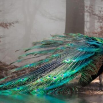 what does peacock taste like