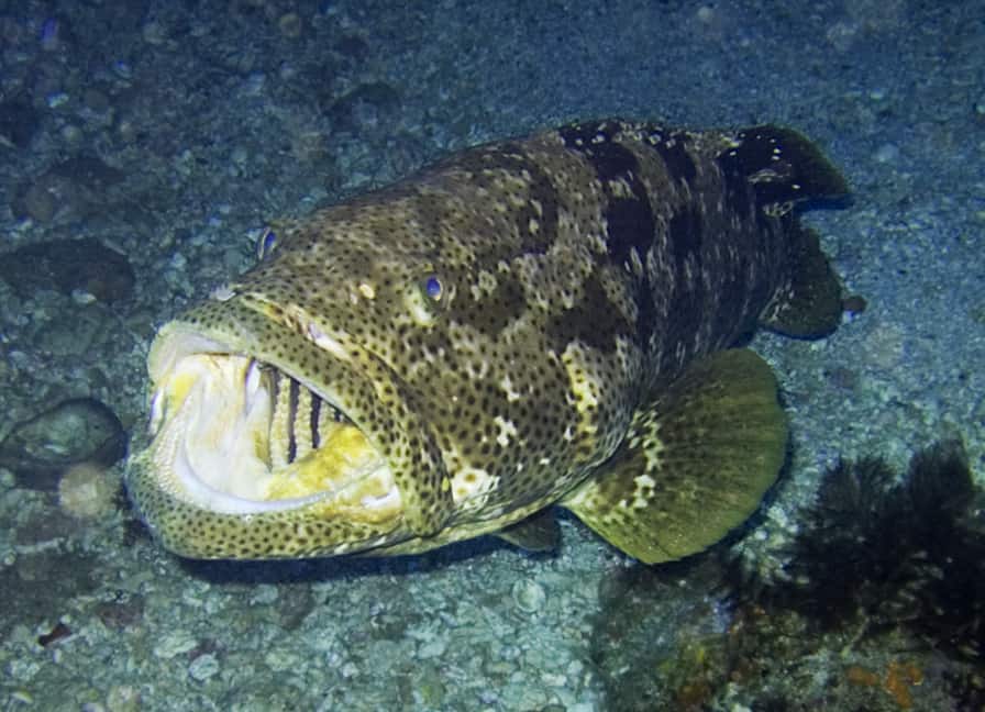grouper fish