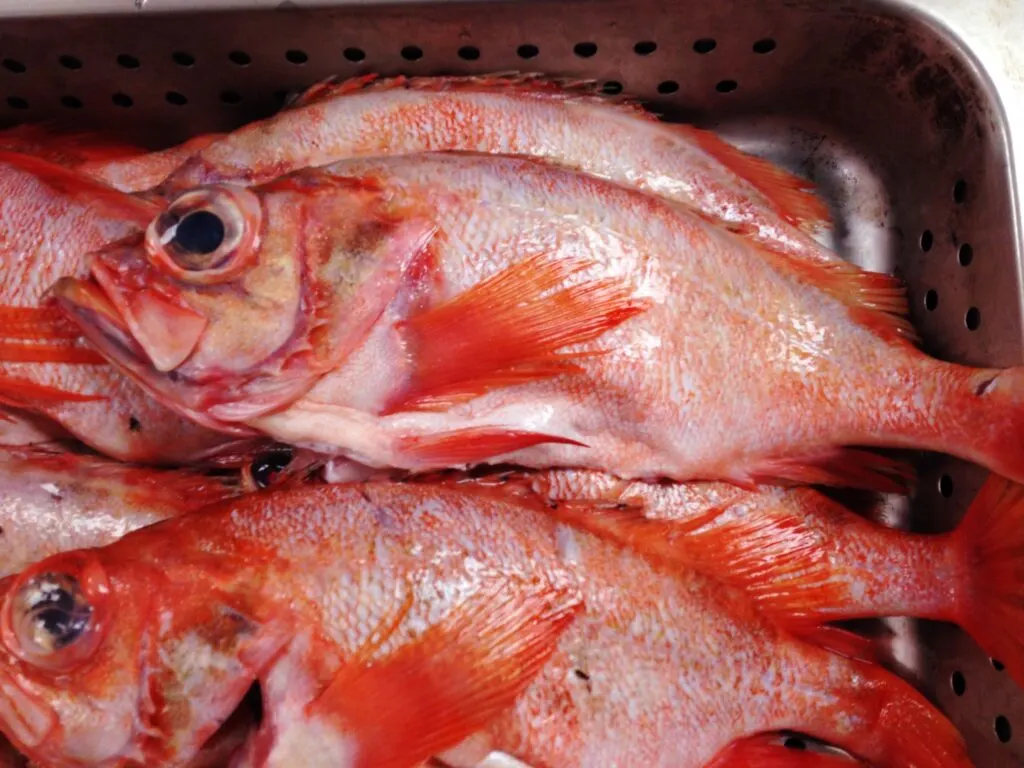 redfish 2