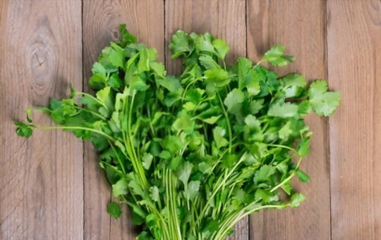 cilantro