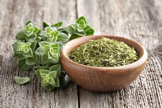 oregano