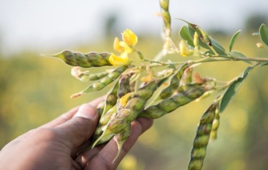 substitutes for pigeon peas